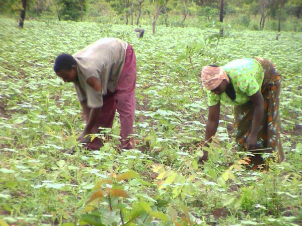 Organic Cotton Farming and Trade Development